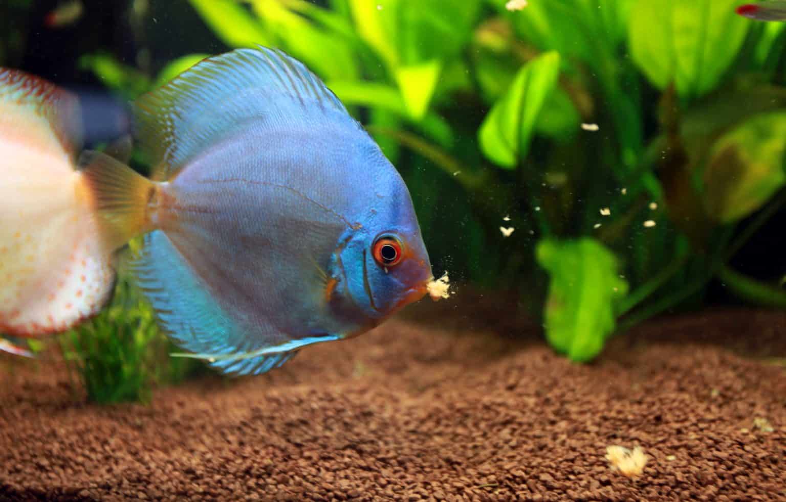 Cichlid Food Guide to Best Cichlid Food & More Fish Laboratory