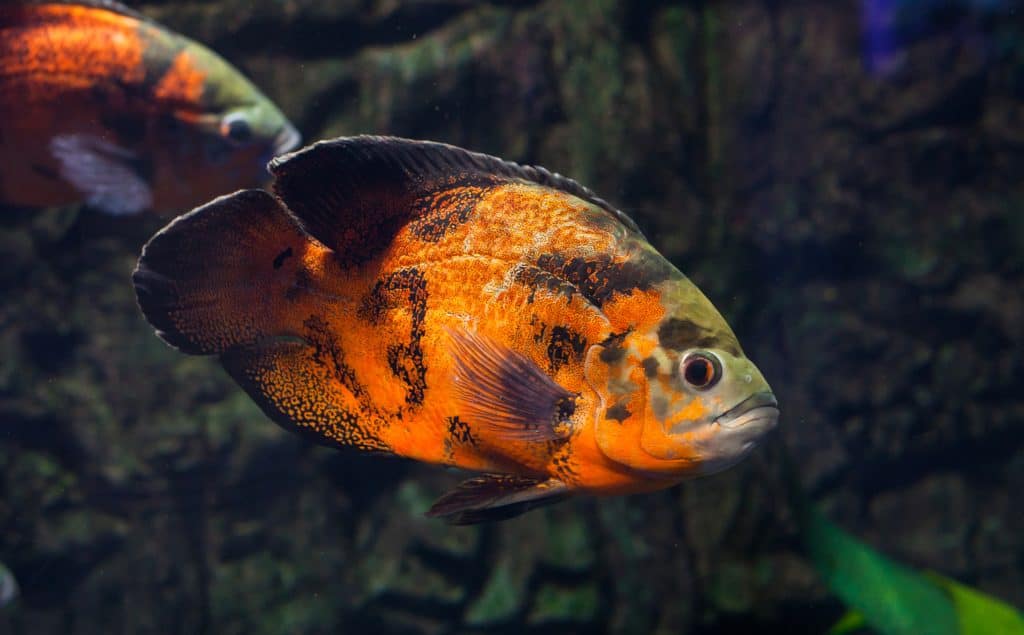 Best Oscar Fish Food The Ultimate Guide Fish Laboratory