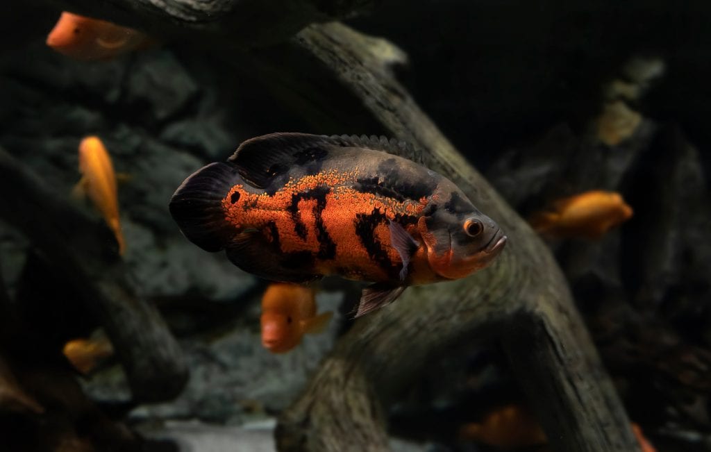 Oscar Fish Tank The Oscar Tank Setup Guide Fish Laboratory