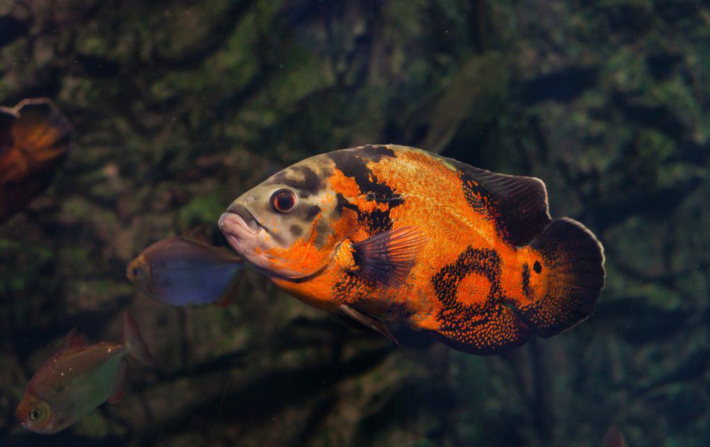 Oscar Fish Care Ultimate Guide to Keeping Oscars Fish Laboratory