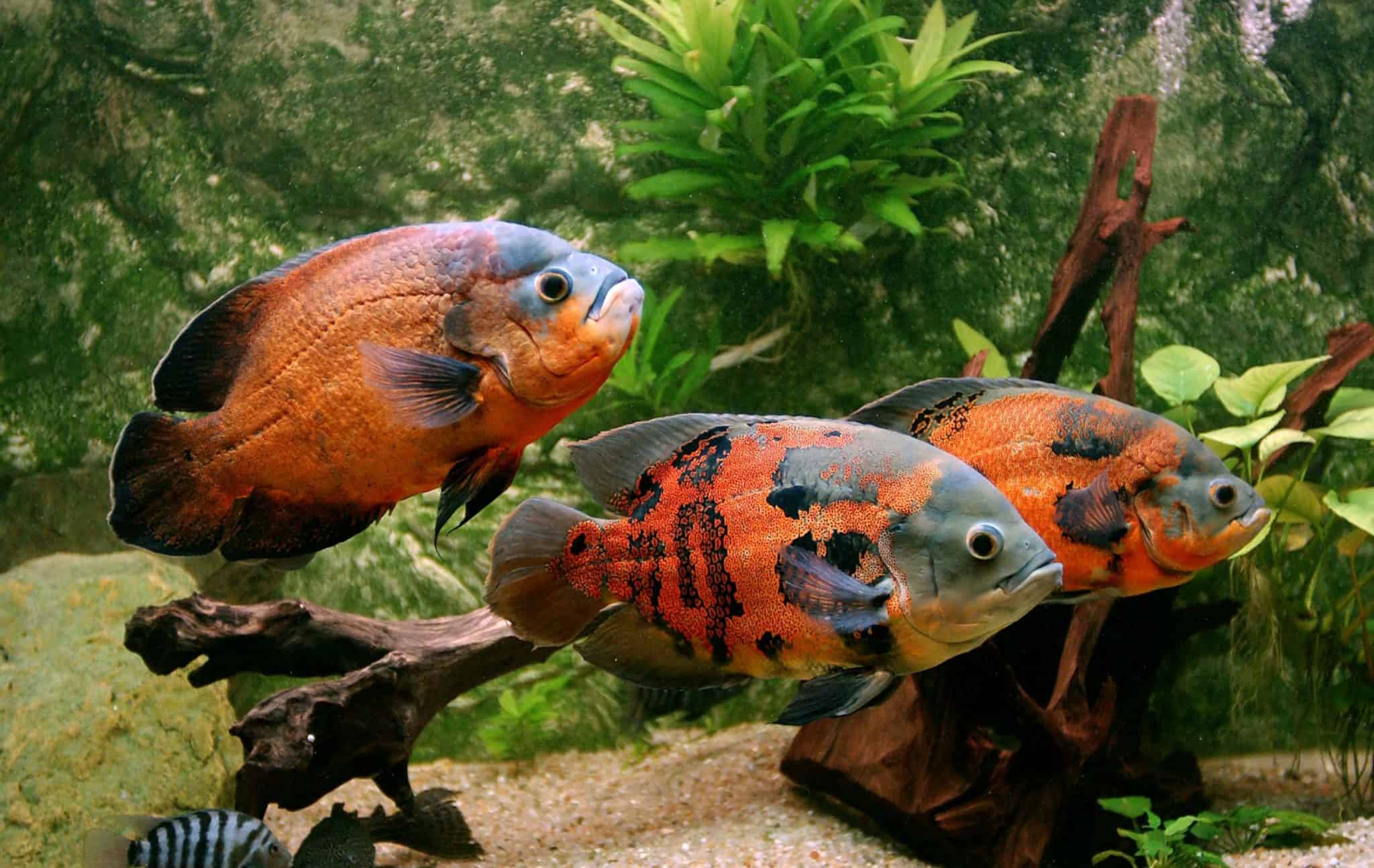 29 Best Oscar Tank Mates What Fish Can Be Kept with Oscars? Fish