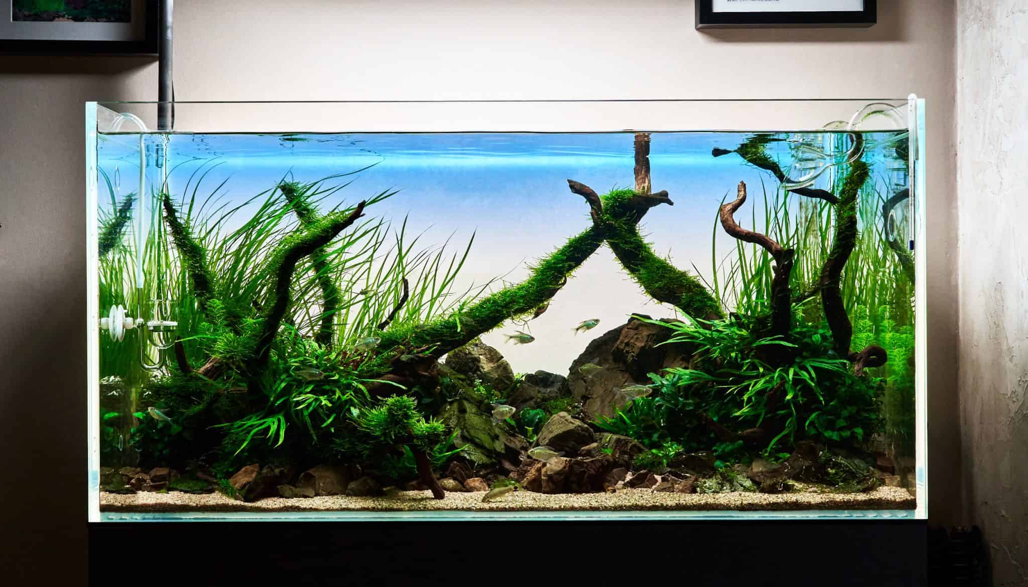 How to Set Up a Fish Tank Fish Laboratory