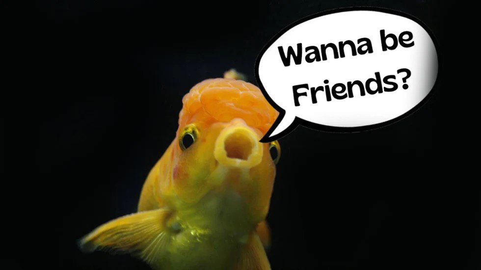 Top 5 Friendly Fish!