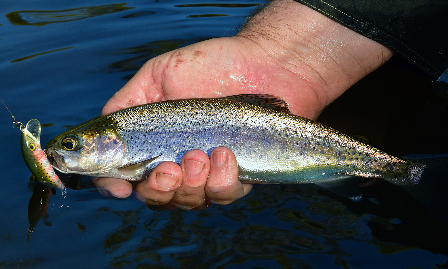 BRIGHT — VIC Fishotopia