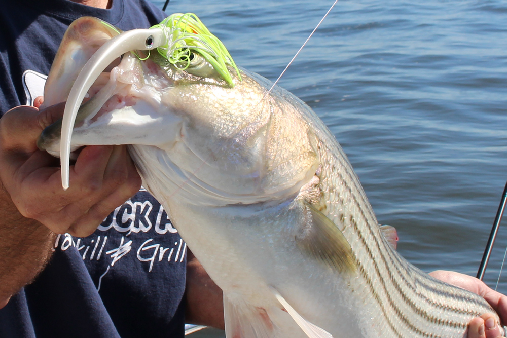 October Tangier Sound Fishing Report FishTalk Magazine