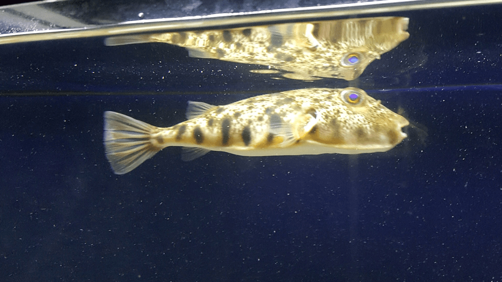 September Middle Chesapeake Bay Fishing Report FishTalk Magazine