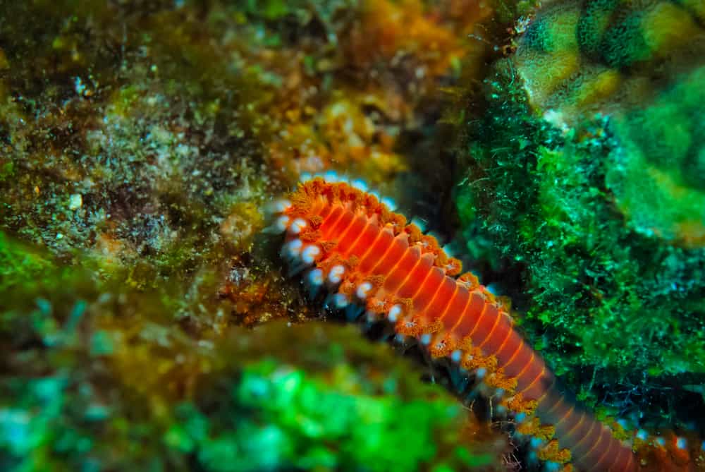 What Eats Bristle Worms? List)