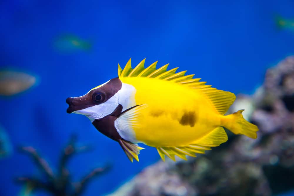 Top 10 Saltwater Fish That Eat Hair Algae List)
