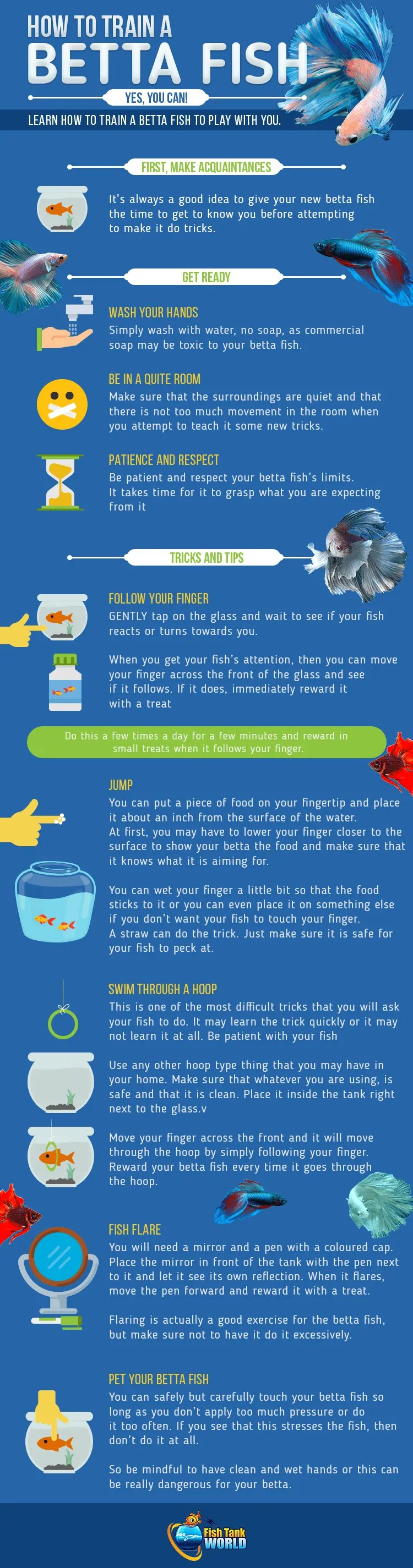 How to Train a Betta Fish. Yes, It Can Be Done! Fish Tank World