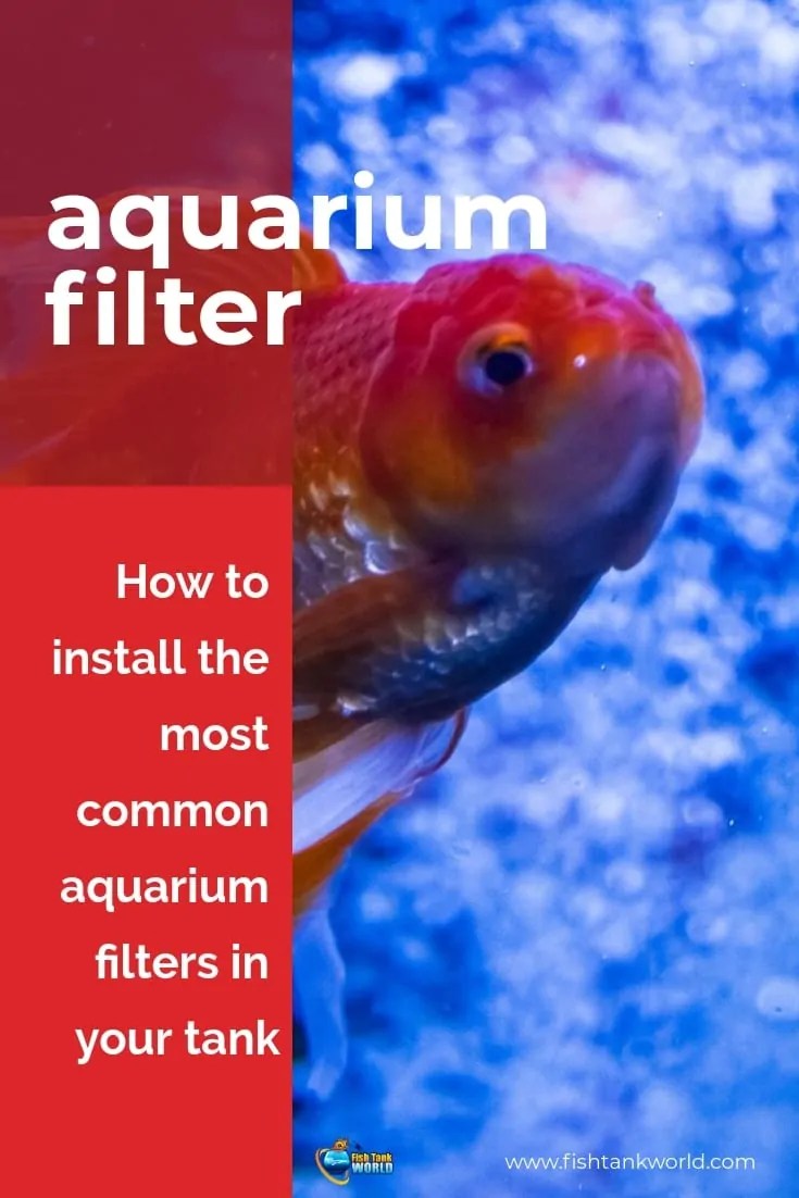 Aquarium Filter Setup Guide to Proper Installation Fish Tank World