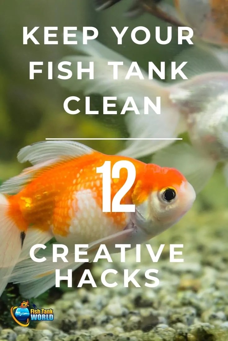 12 Creative Hacks to Keep Your Fish Tank Clean Fish Tank World