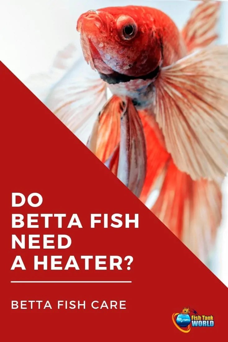 Do Betta Fish Need a Heater? Fish Tank World