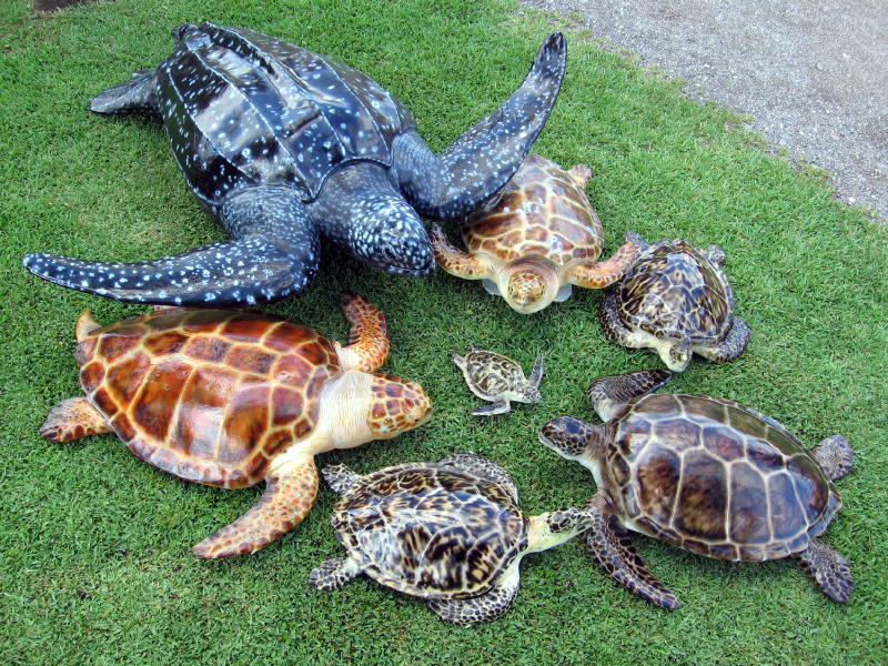 Green Turtles and Hawksbill Turtles by Rick Hardy Fish Taxidermist of