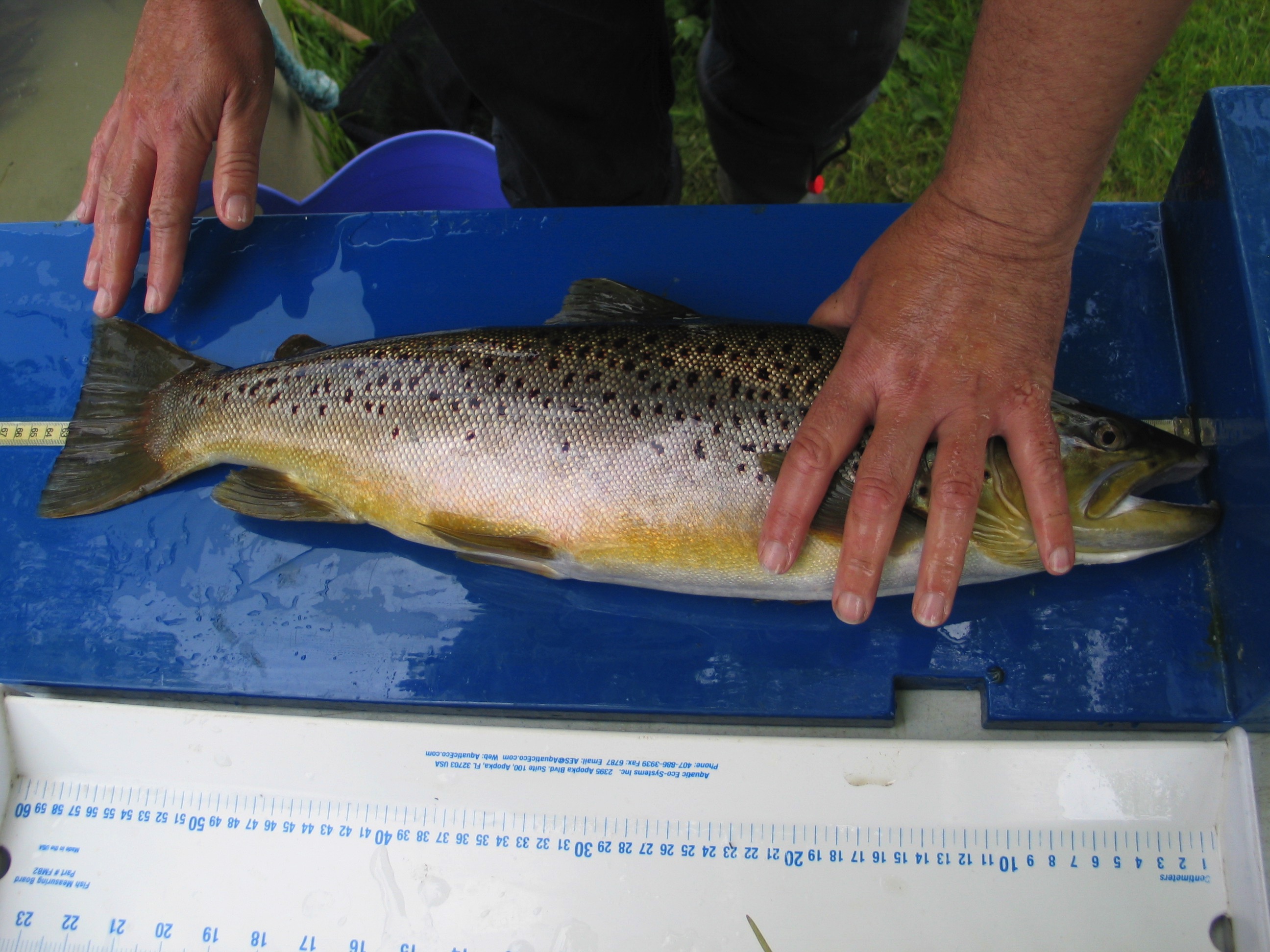 Fish surveys, fisheries services Fishtrack