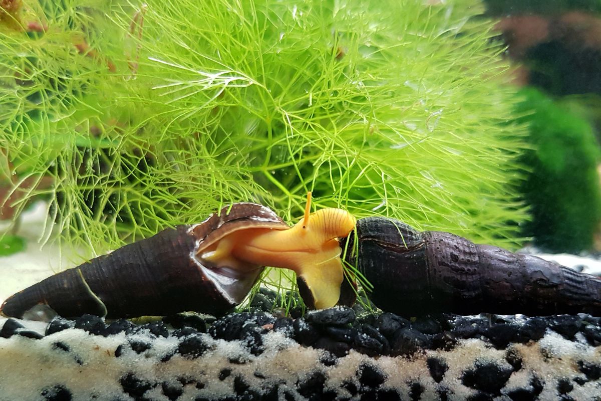 9 Best Aquarium Snail Tank Mates 2024 (With Pictures) FishTrivia
