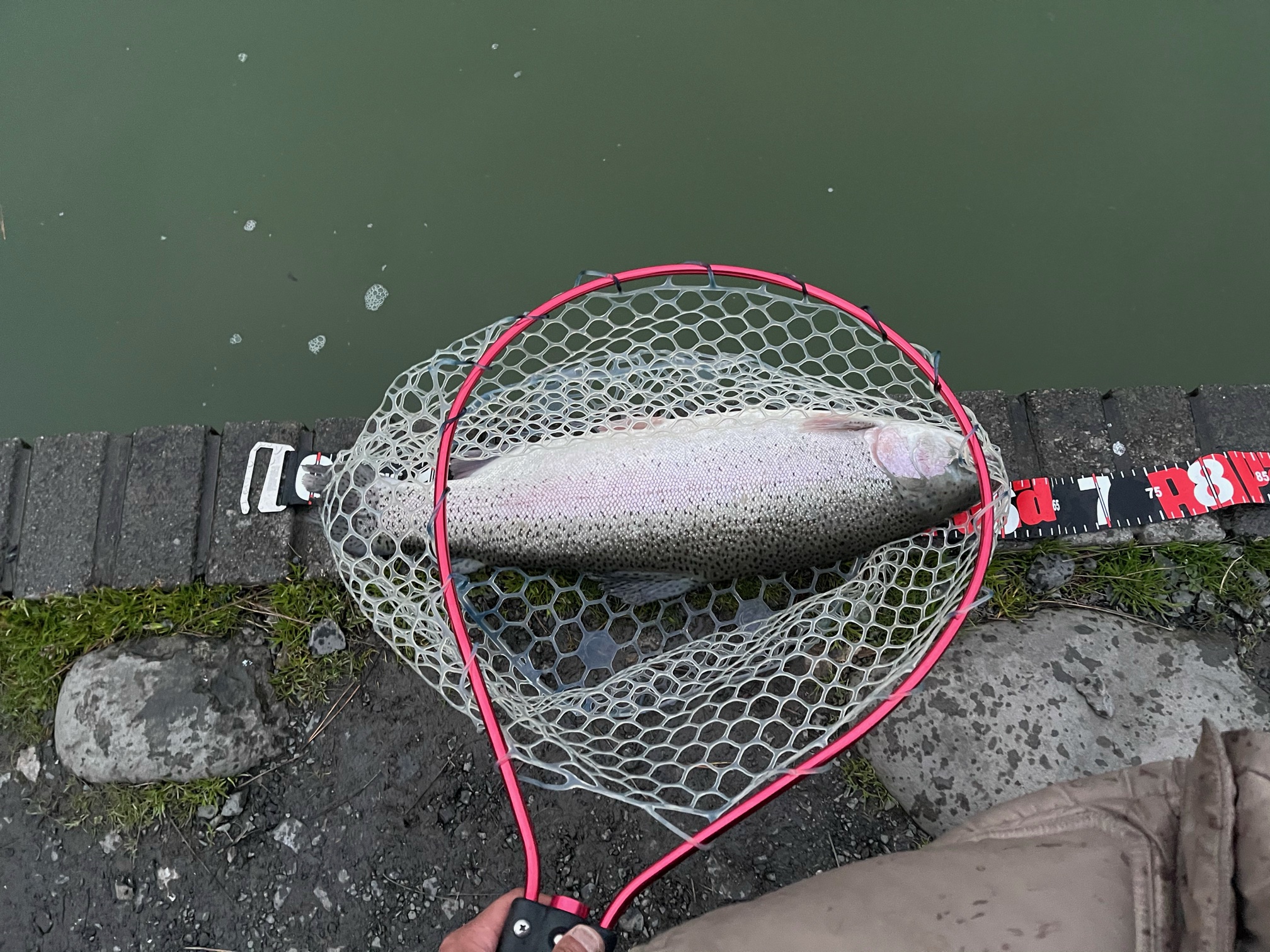 3/7（日）飯能市 半田さん 釣果 放流・釣果情報 FISH UP 秋川湖