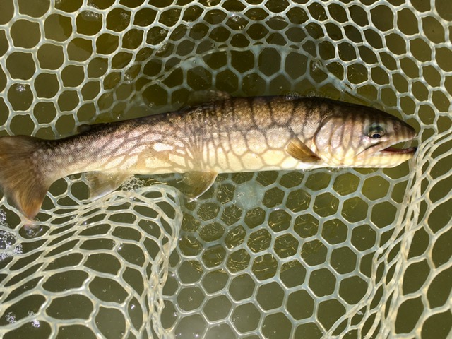 4/24（土）入間市 YOKOZUKAさん 釣果 放流・釣果情報 FISH UP 秋川湖