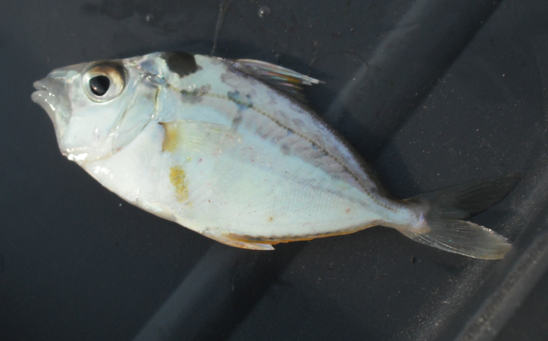 Ponyfish photo and wallpaper. Cute Ponyfish pictures
