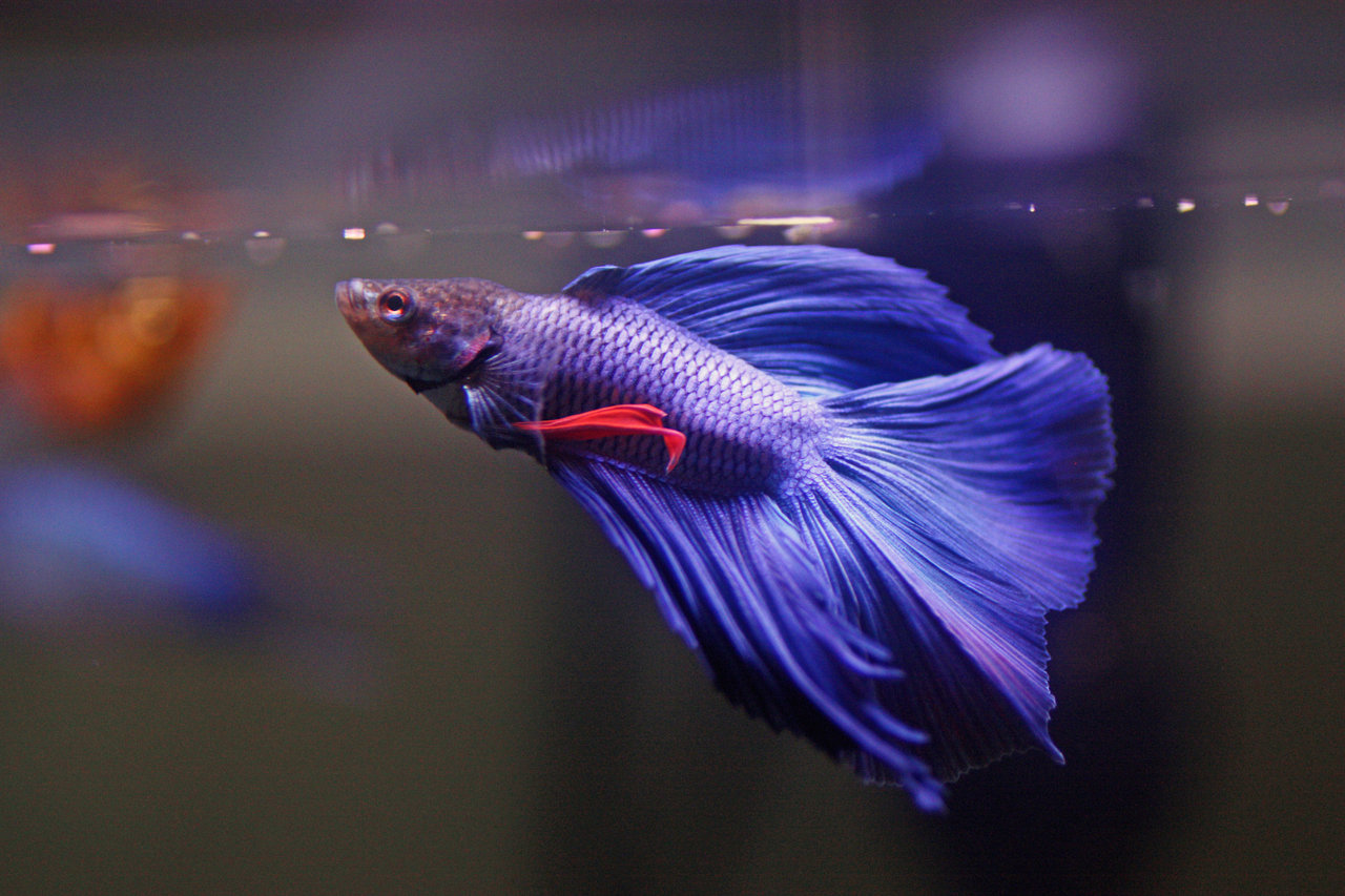 Betta Fish photo and wallpaper. Cute Betta Fish pictures