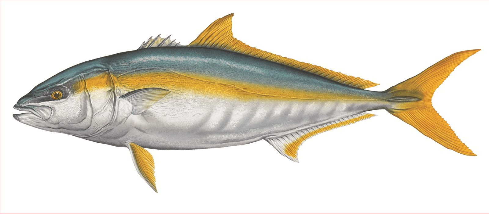 Drawing Yellowtail photo and wallpaper. Cute Drawing Yellowtail pictures