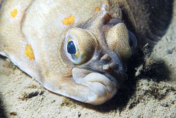 Face flatfish photo and wallpaper. Cute Face flatfish pictures