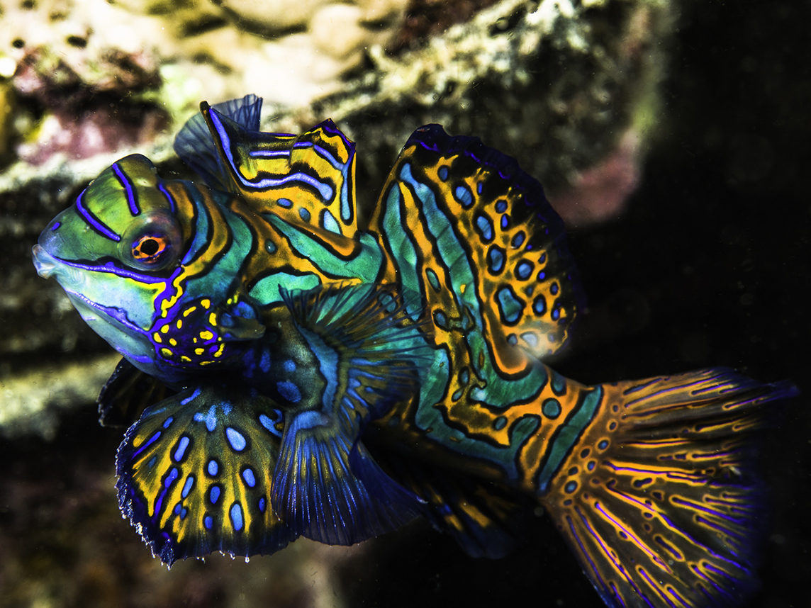 Mandarinfish Alchetron, The Free Social Encyclopedia