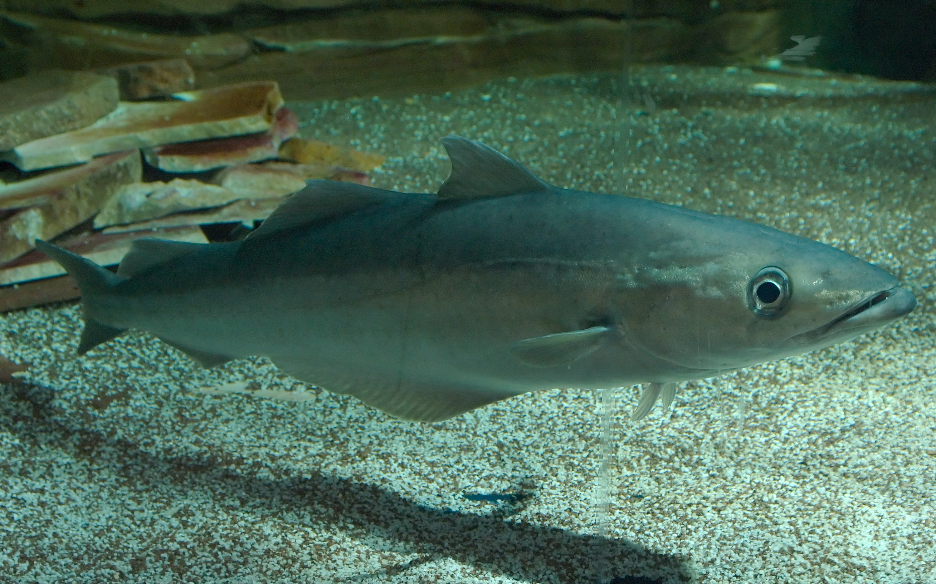 Pollock swims photo and wallpaper. Cute Pollock swims pictures