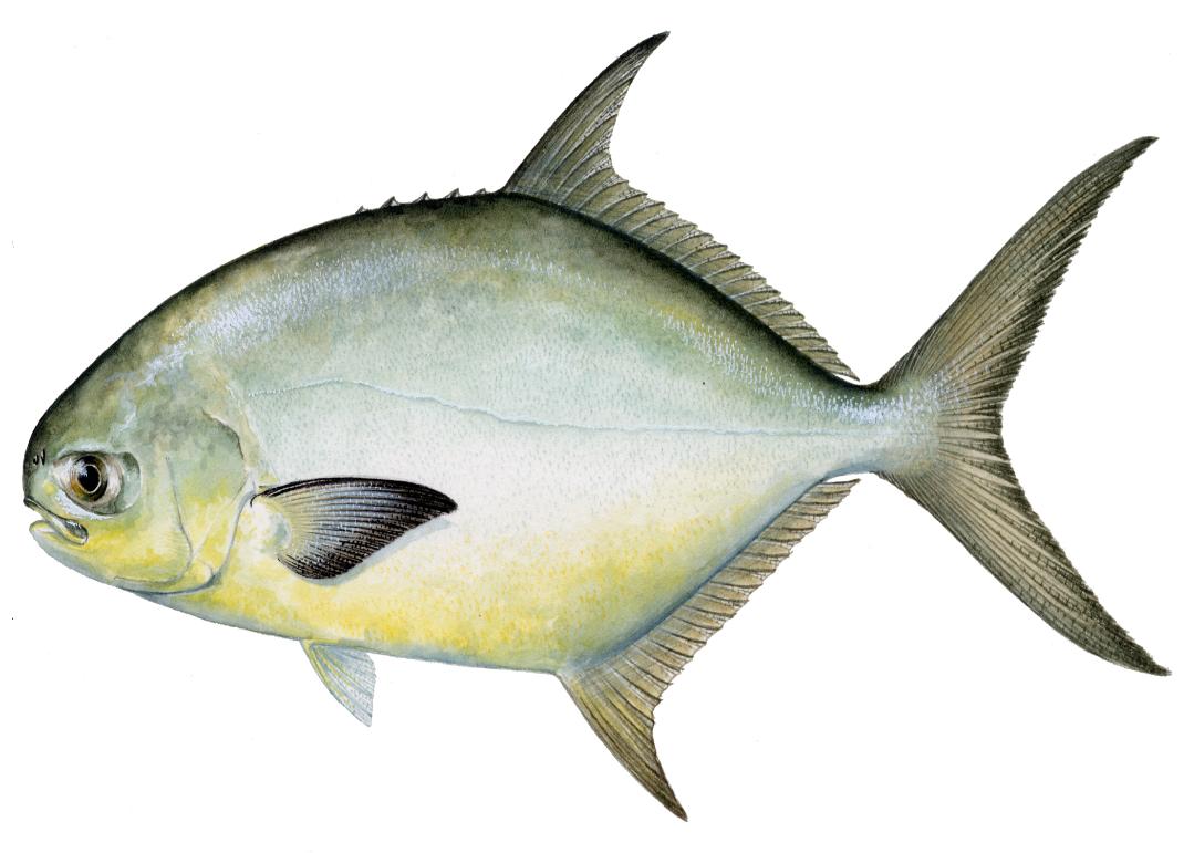 Pompano fish photo and wallpaper. Cute Pompano fish pictures