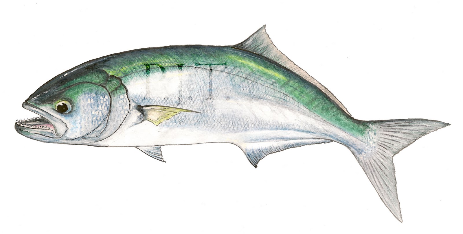 Tailor portrait photo and wallpaper. Cute Tailor portrait pictures