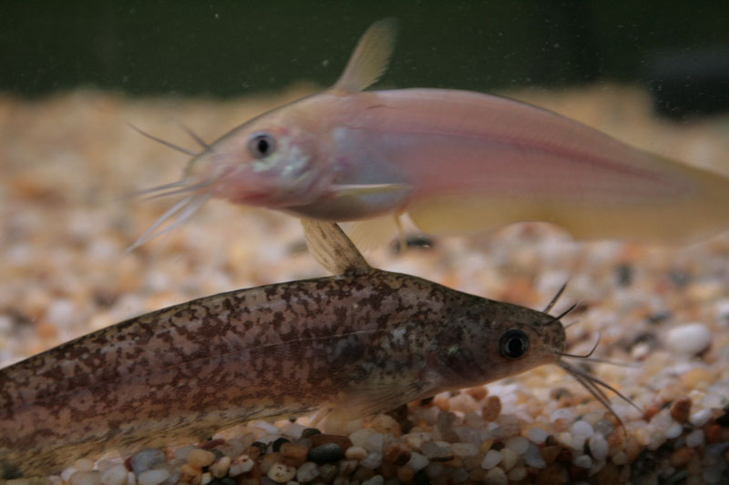 Two eeltail catfishes photo and wallpaper. Cute Two eeltail catfishes