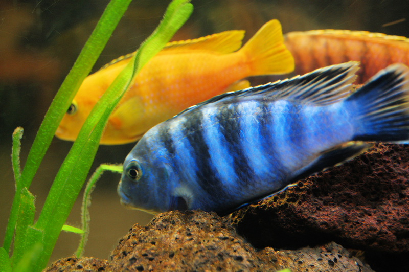 Two nice cichlid photo and wallpaper. Cute Two nice cichlid pictures