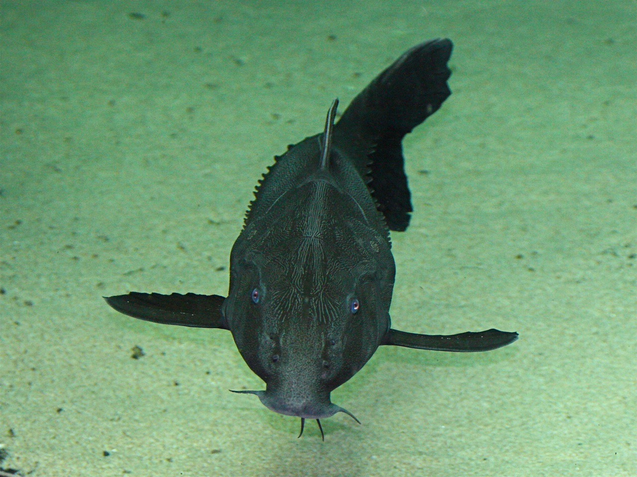 View face Armorhead catfish photo and wallpaper. Cute View face