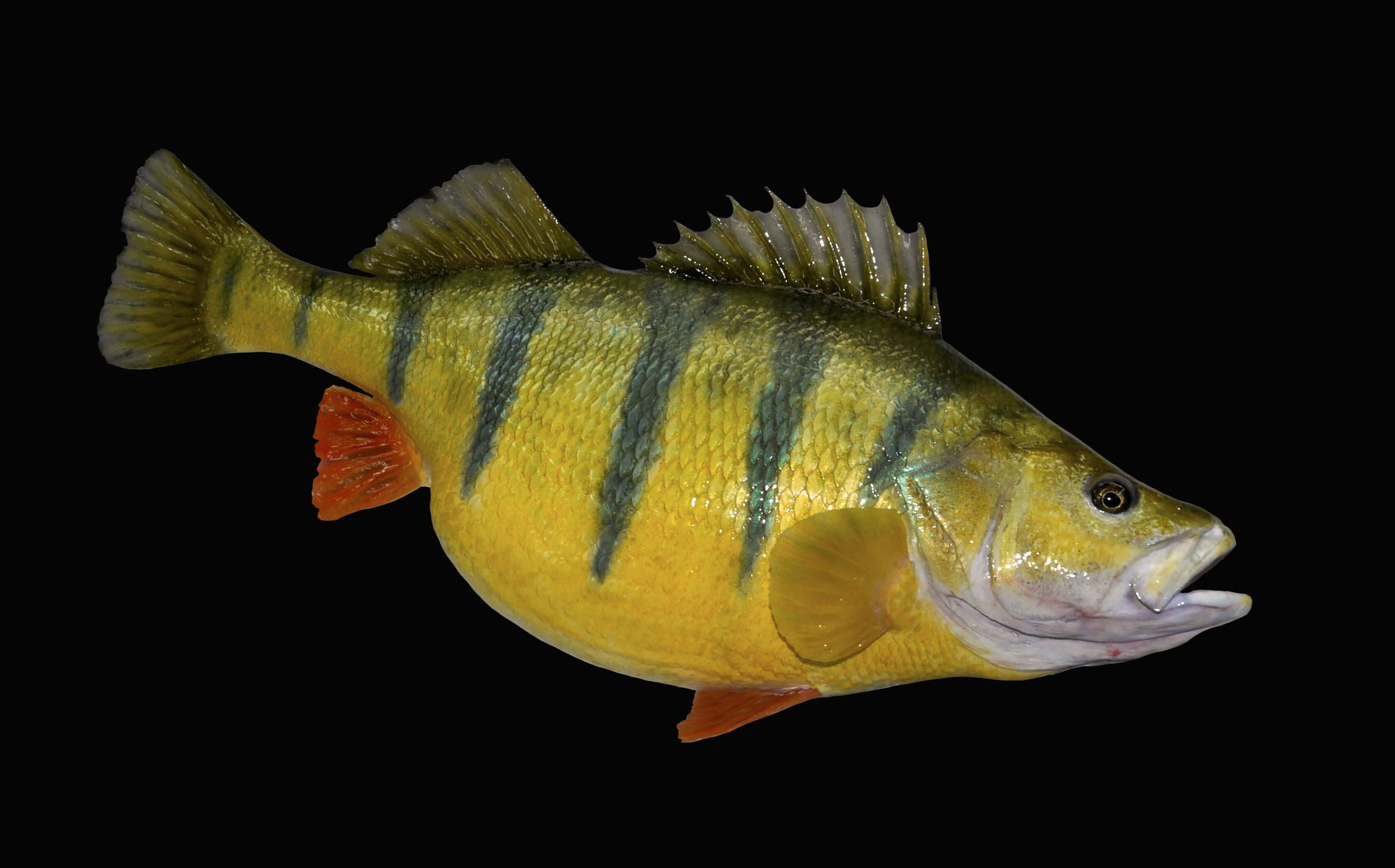 Yellow perch photo and wallpaper. Cute Yellow perch pictures