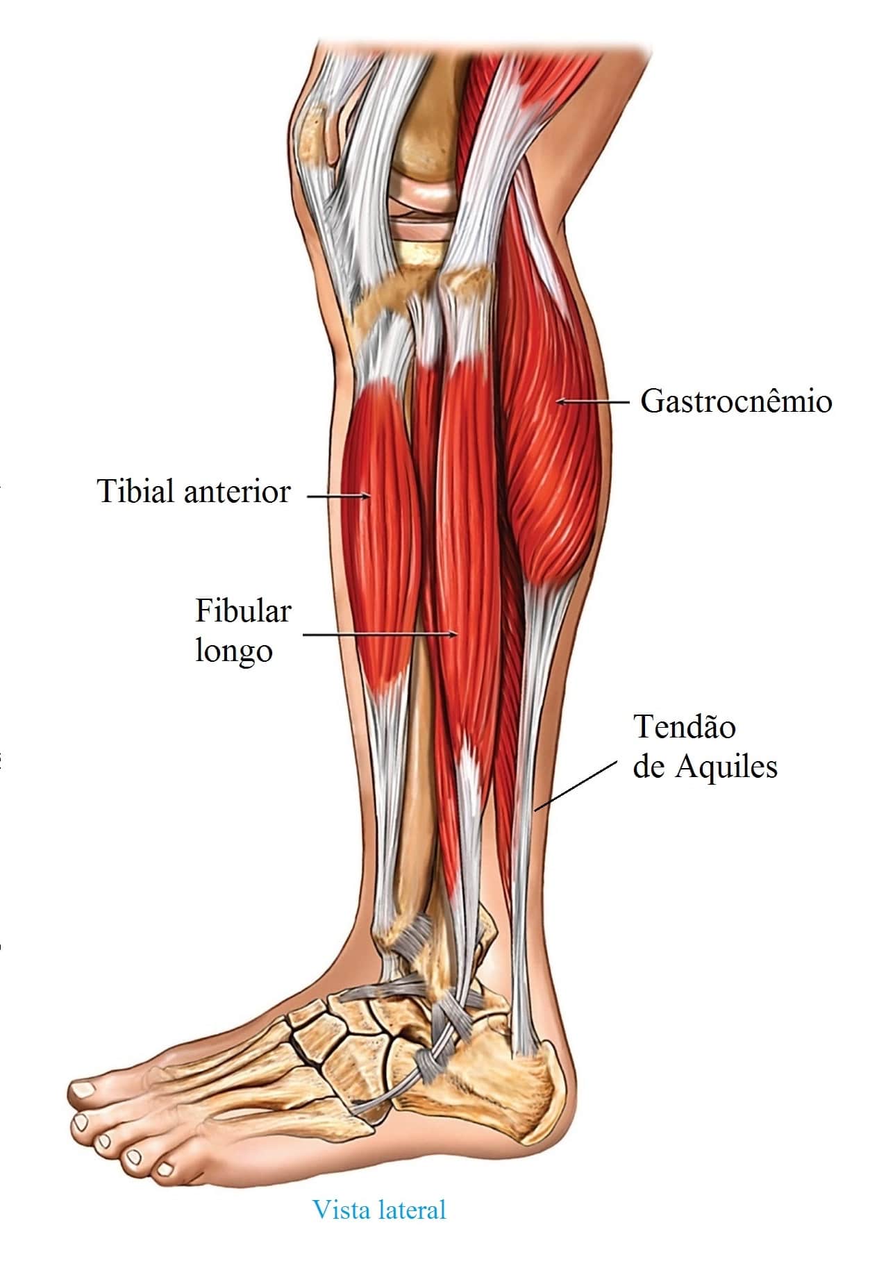 Tendinite do tornozelo, tratamento, reabilitação, exercícios e kinesio tape