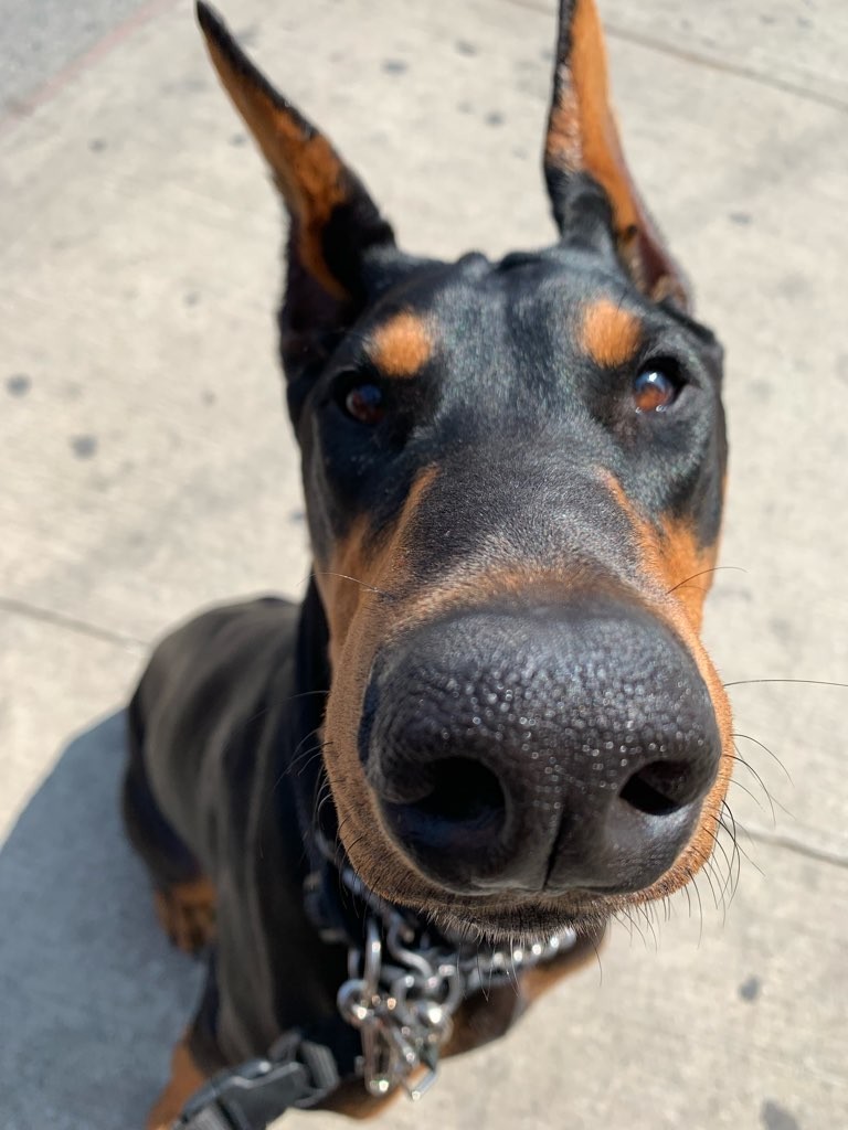 What Can I Do With My Dog In Toronto