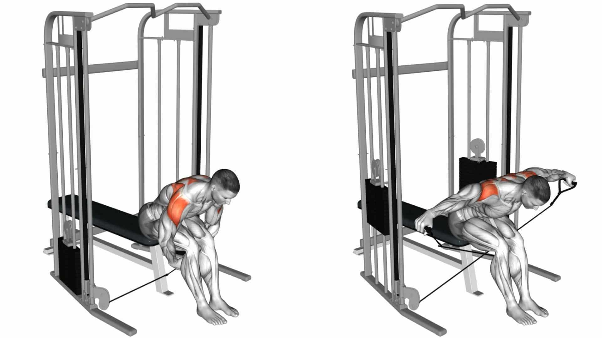 Bent Over Lateral Raise Muscle Worked, Benefits, Alternate