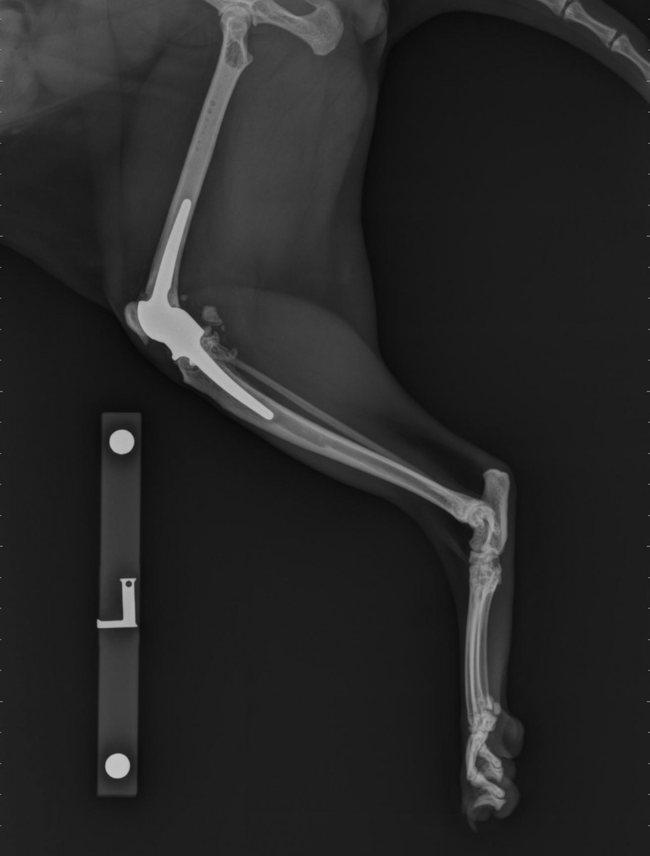 Feline total knee replacement Fitzpatrick Referrals