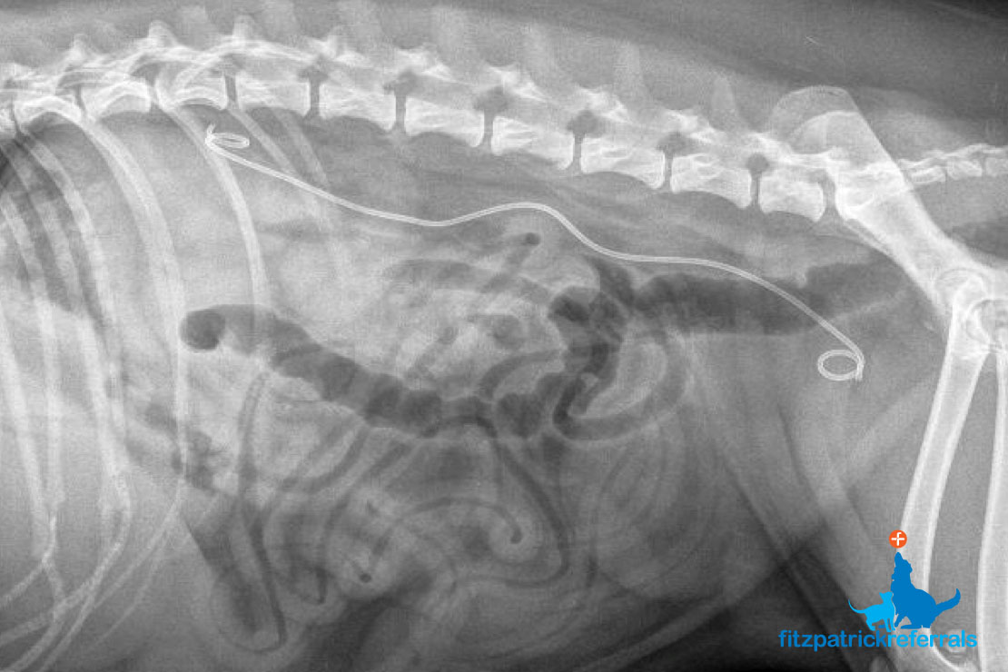 pictures of kidney stones in dogs کامل (مولیزی)