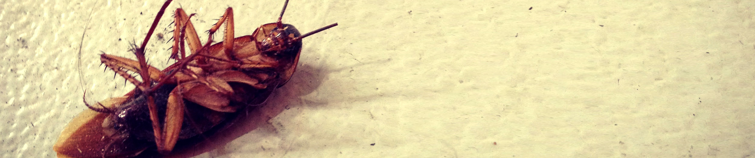 Rockhampton Pest Control Expert Fitzroy Pest Control Services Fitzroy Pest Control Services