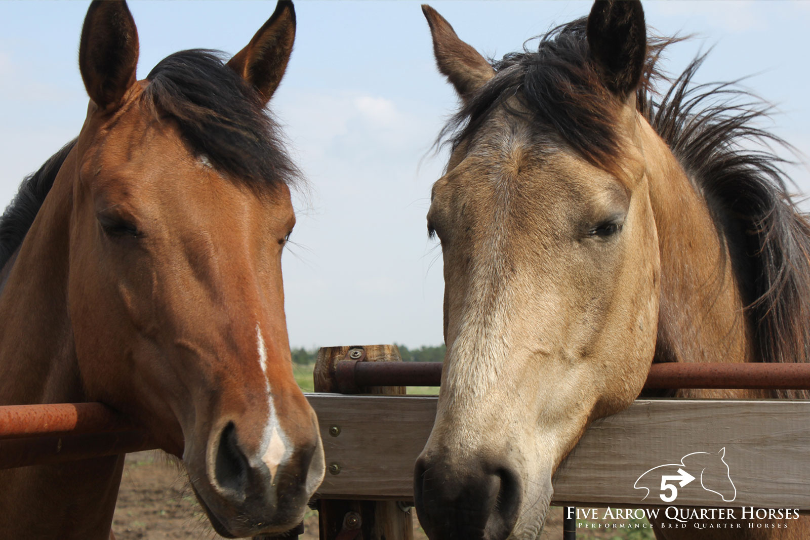 Five Arrow Performance Quarter Horses, Mobridge SD