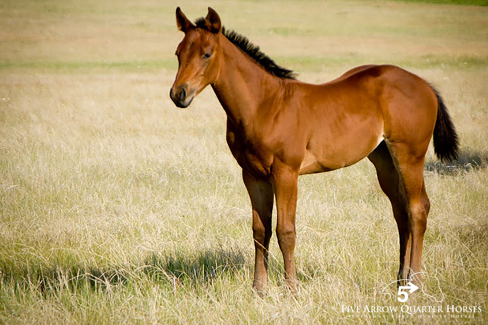 Five Arrow Performance Quarter Horses, Mobridge SD