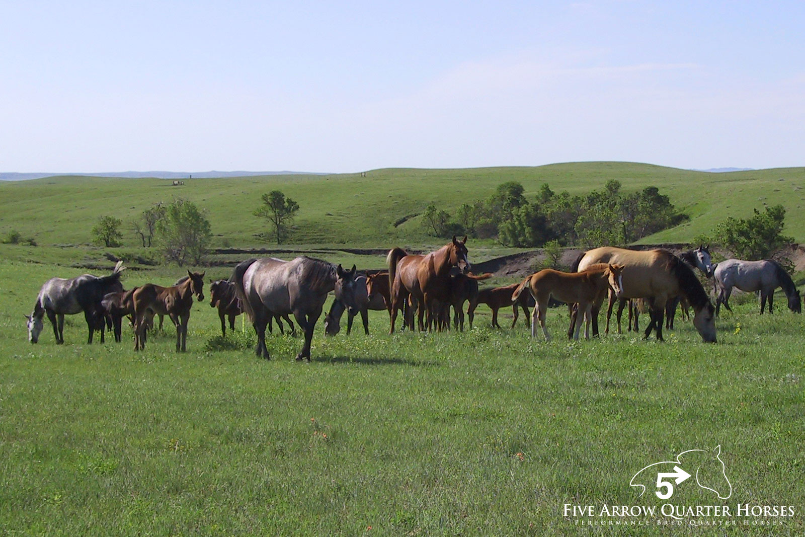 Five Arrow Performance Quarter Horses, Mobridge SD
