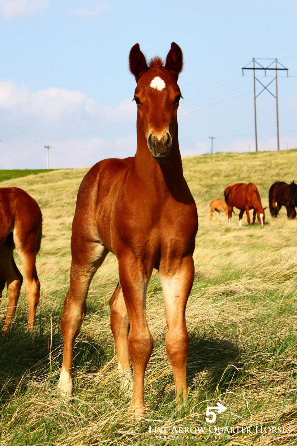 Five Arrow Performance Quarter Horses, Mobridge SD