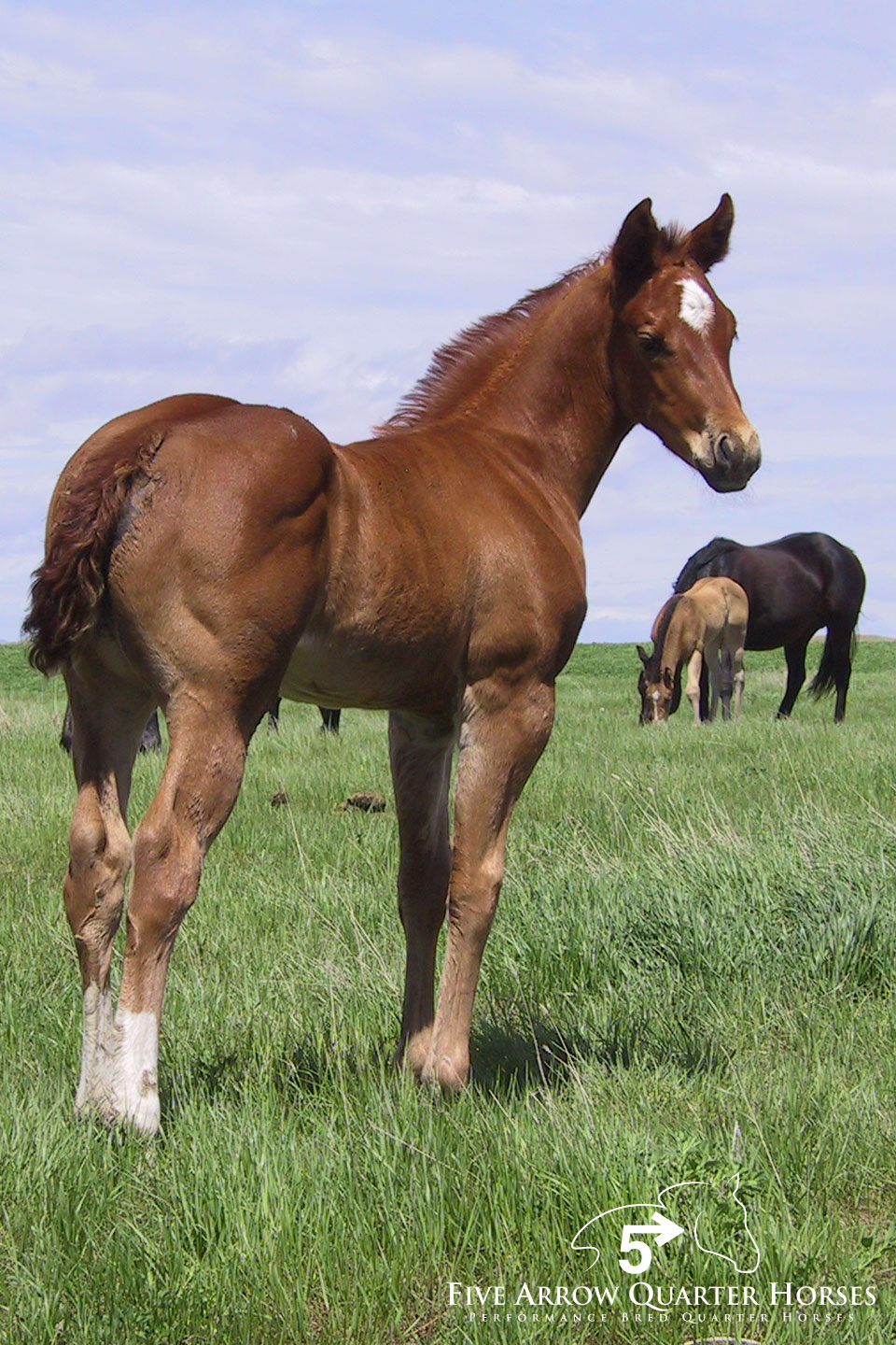Five Arrow Performance Quarter Horses, Mobridge SD
