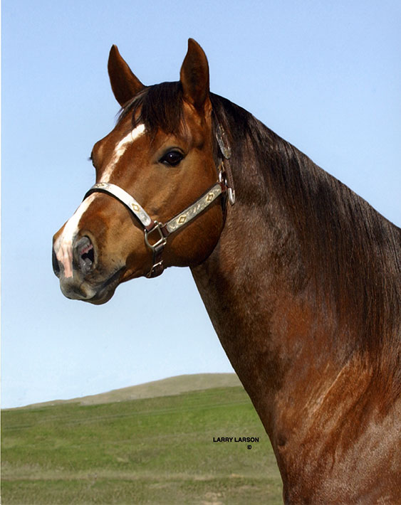 Five Arrow Performance Quarter Horses, Mobridge SD