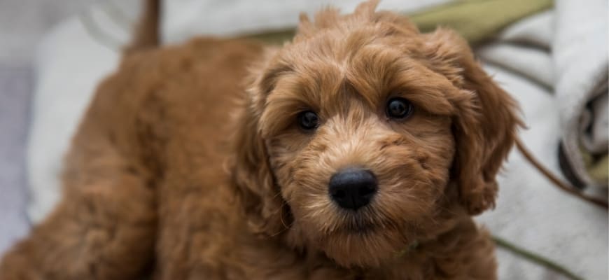 Goldendoodle Puppies In Houston Best Breeders