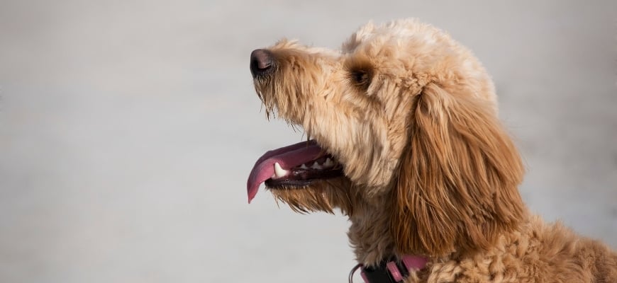 Best Goldendoodle Rescues for Adoption
