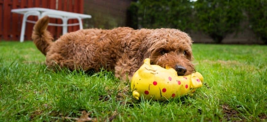 Best Goldendoodle Rescues in Ohio