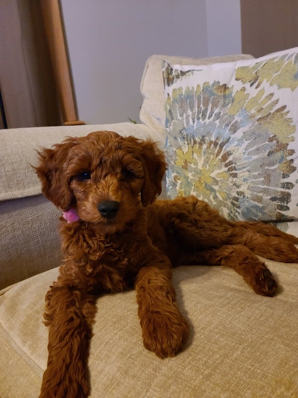 Best Goldendoodle Breeders in Minnesota