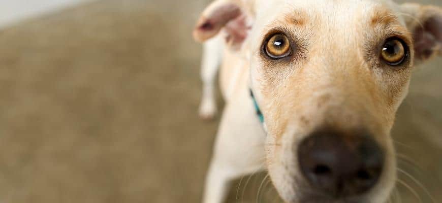 6 Best Dog Rescues For Adoption In North Carolina (Nc)